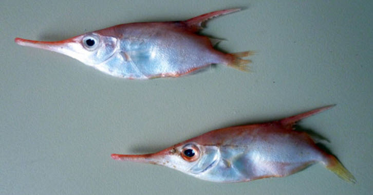 Macroramphosus scolopax_05